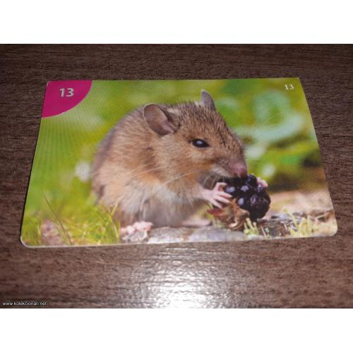 br. 13 Junior životinjsko carstvo