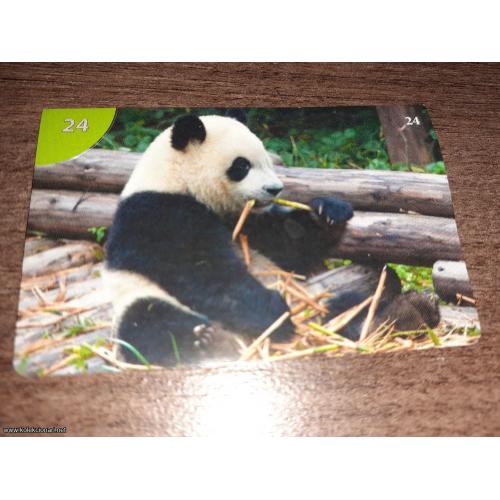 br. 24 Junior životinjsko carstvo