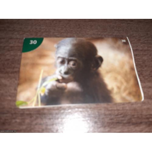 br. 30 Junior životinjsko carstvo