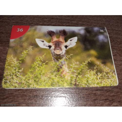 br. 36 Junior životinjsko carstvo