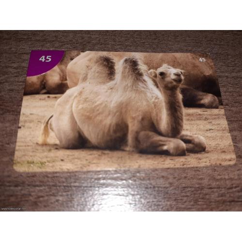 br. 45 Junior životinjsko carstvo