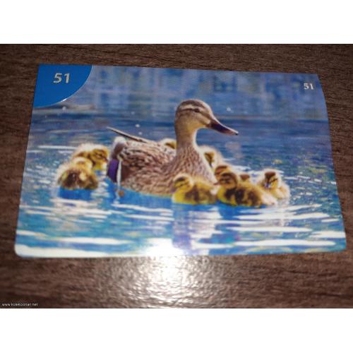 br. 51 Junior životinjsko carstvo